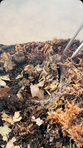 219 reactions | The Liphistius sp “Khao Luang” wasted no time and created her signature trap door within 1 evening  #justscorpions #scorpion #scorpions #scorpionbreeder #scorpionbreeding #scorpionsoftheworld #scorpionsofinstagram #arachnid #arachnids #arachnidsofinstagram #invert #inverts #invertebrate #invertebrates #invertsofinstagram #insects #insectsofinstagram #insects_of_our_world #bugs #bugs_of_our_world | Tim Baxter just Scorpions | Facebook