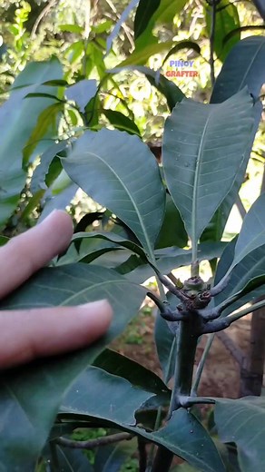 39K views · 713 reactions | Katugtong ito yung multiple variety mango na nakatanim sa container 3 variety ng manga ang nasa rootstock ng apple mango. Organic po ito banana peel fertilizer lang ang abono na gamit dito. | PINOY GRAFTER | Facebook
