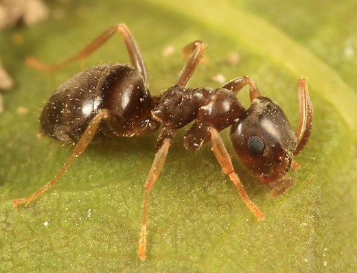 How to Get Rid of Moisture Ants - The Pest Advice