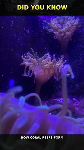 Coral Reef Formation