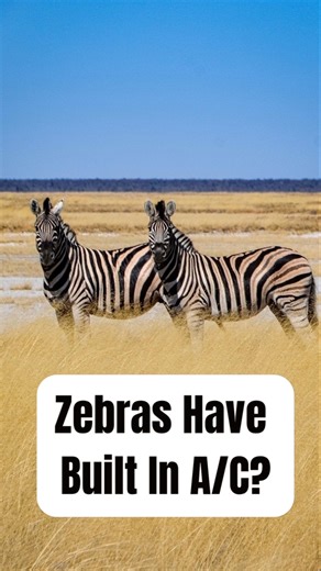 Zebras Stay Cool in a Surprising Way 🦓❄️