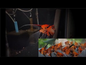 Angelfish Growth from Fries to Adult. Red Devil Angelfish Breeding. Angelfish Fries Feeding.