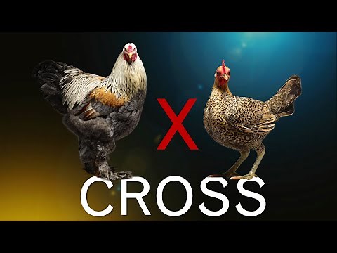 15 Pure Breed Crosses | Rooster X Hen | Hybrid Chicken Layer Result