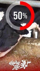 13K views · 307 reactions | Dry Matter #Dairylac #animalwelfare #cattlefeed #Dairyfeed #dairyfarm #diet #cow | DairyLac | Facebook