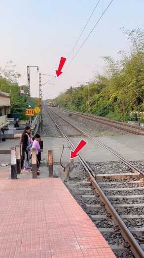 789K views · 3.2K reactions | Monkey is train, face-to-face accident live #short | Train related fan | Facebook