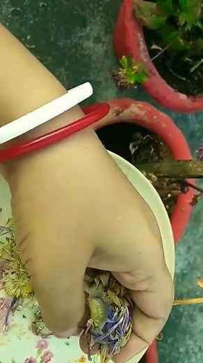 How to Collect Seeds of Aster Plants / Aster seeds collect / Aster seeds