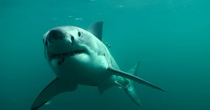 Fact Check: Do Cows Kill More Humans Than Sharks?