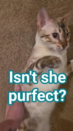 she has her cuddle moments and her playful moments. I love the suprise #bengalcat