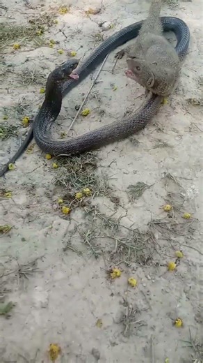 Fastest Reflexes in Nature? Silver Mongoose vs King Cobra Showdown"
