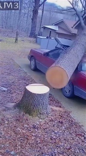 Try Not To Laugh: Logging Funny Moments #logging #funny