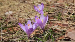 Crocus vernus (Spring Crocus, Giant Crocus from the Velebit mountain in early spring Stock Video