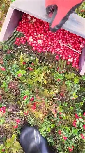 Berry picking tools #lingonberry #fruit #berryfarm #harvesting #cranberry | Gabriel Carey