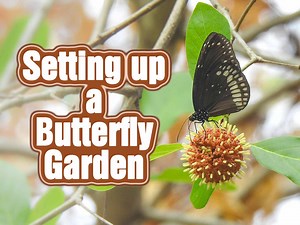 How to Setup a Butterfly garden in India - Roaming Owls