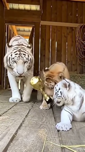 white tiger and cat