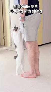 끈 가지고 노는 두부 ☺️ / Playing with string #shorts