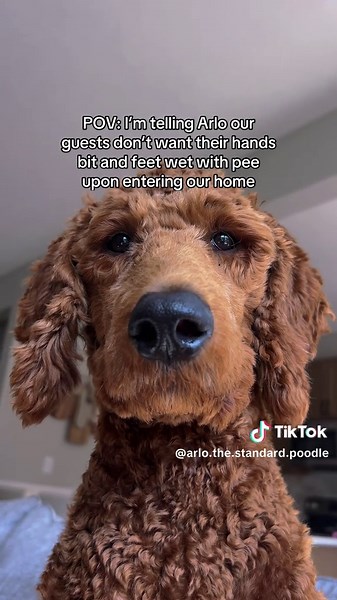 We’re working on it #poodlepuppies #puppyparent #dogtraining #puppytrainingtips #puppytok