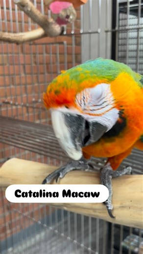 A Catalina macaw is a vibrant, first-generation hybrid parrot, created by crossing a Blue-and-Gold Macaw with a Scarlet Macaw 🧡 #parrot #parrots #macaw | Parrot Stars