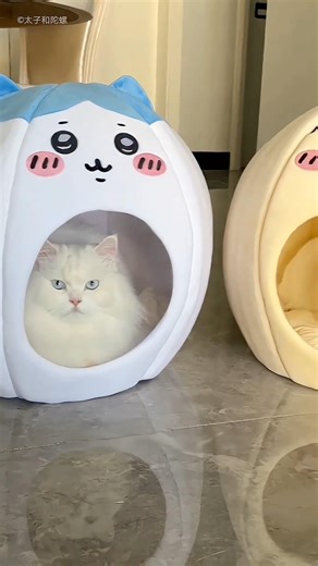 This naughty cat got lovely bed surprise 🥰😱 #viral #naturalenhancebody #moviereview #adorablevideo