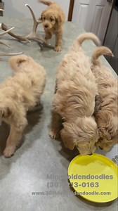 4 comments | Mini Goldendoodles rehoming now. Crate trained * Guaranteed Non-shedding doodle * 10lbs to 20 lbs as adults* Perfect demeanor like a golden retriever, PM for details ***premium*** 3️⃣0️⃣7️⃣2️⃣1️⃣3️⃣0️⃣1️⃣6️⃣3️⃣ Contact soon for first choice! #doodle #minigoldendoodle #puppylove | 307 Mini Goldendoodles | Facebook