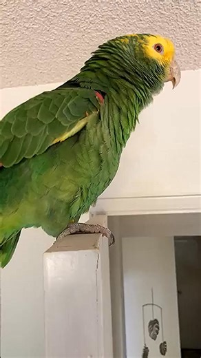 More singing on the door...🎶🦜 #parrot #bird #parrots #animals | Animals Parrot