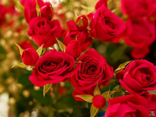 Ποιοι Γιορτάζουν Σήμερα Πέμπτη 10 Ιουλίου 2025 - ΕΚΚΛΗΣΙΑ ONLINE