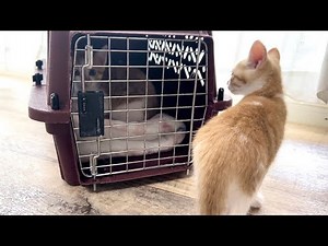 あめくん里親さんの元へ出発＆甘えん坊モード全開の子猫【梅雨物語 #6】Ame-kun starts a new life.