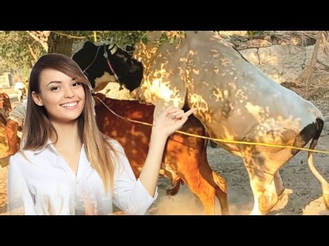 Cow and bull Meeting for love ❤️ very beautiful Seen Don't miss end ☝️#cowandbull #animals #bull