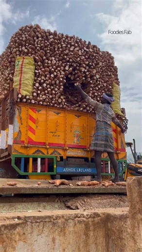 Cassava Flour Processing: Efficient Production Methods