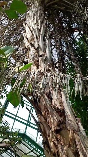 Wild date palm. Phoenix sylvestris.