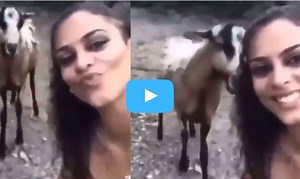 Viral Video: Angry Goat Attacks Woman During Selfie Video, Netizens Suggests to Wear a Helmet Next Time| Watch
