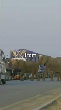 Why Elephants Are Invading Human Territory #wildlife #documentary #shorts