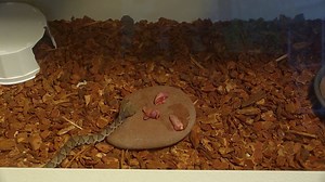 13K views · 138 reactions | An extremely rare snake was found in Kentucky, and is now on display at The Salato Wildlife Education Center! You better hurry up there to see it though... Salato closes for the season at 5 pm on Wednesday, November 21st. | Kentucky Afield | Facebook