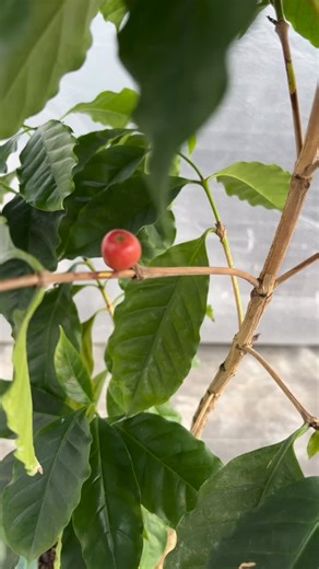 Della Sela farm | コーヒーノキ販売中☕︎ 豆つきの苗もあります✨ 鉢底から約100センチほどです。 ご気軽にお問い合わせ下さい。 #コーヒー #コーヒー農園 #コーヒーの木 #佐多岬 #カフェ | Instagram