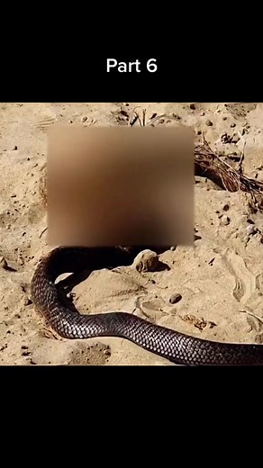 2.5K views | #wildanimals #python #rabbit #animals | Snake Boss | Facebook