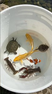 🐟🪷 Catching Fish and Pond Animals! 🎣🌿