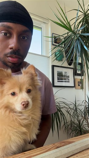 Teach Your Dog to Trip Out: Fun Tricks and Tips