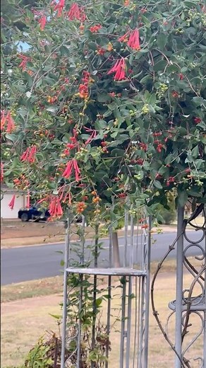 2025 Coral Honeysuckle (non invasive) #coralhoneysuckle #honeysuckle #climbingplants
