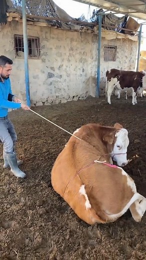 Aggressive bull control with rope and farmer proud of her #animal #buffalo #animals #cow #bull | Tanisha life style