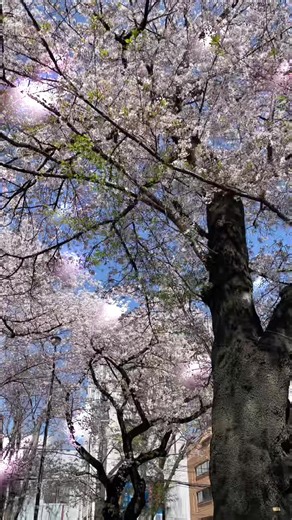 🌸花吹雪 散り際散ったあとまで美しぃSAKURA あたり一面 SAKURAの花の白さでぼんやり 見えるのもわたしは好き #花吹雪 #桜 #SAKURA #いきものがかり