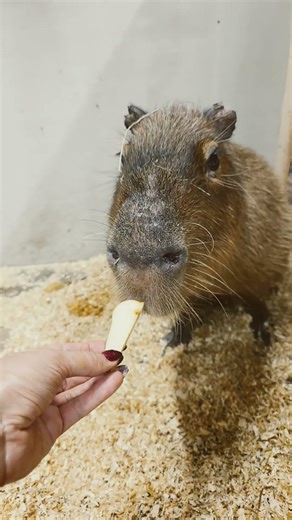 Capybara Bonnie Tries Pear — AWW Moment of Cute Curiosity! 🌿🍐