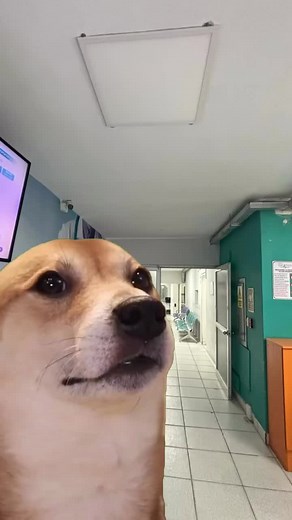 Signo de musset en que insuficiencia es muy característico #internosdemedicina #medicos #internosdeenfermeria #aprendecontiktok #compartir #information #salud #sigueme_y_te_sigo @rccedeno