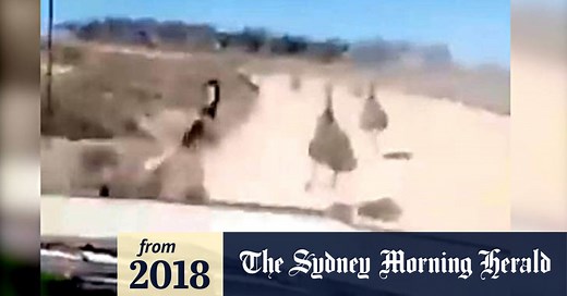 Shocking video shows man running down emus