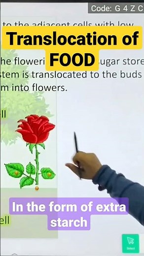 Translocation - transportation of food in plants