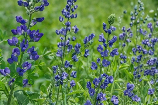 Blue Wild Indigo 15 Seeds – Baptisia Australis - Etsy