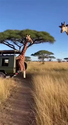 Just Fun with Animals: A Collection of Funny Moments