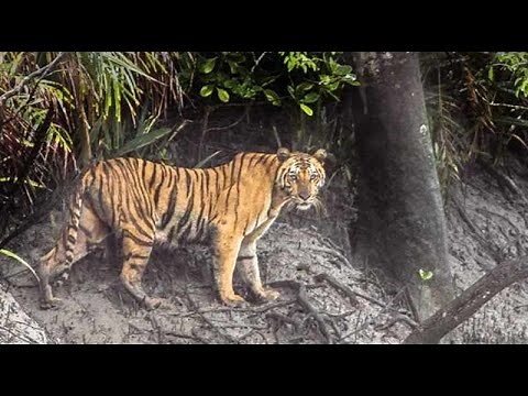 Royal Bengal Tiger spotted in Sunderban's Gajikhali