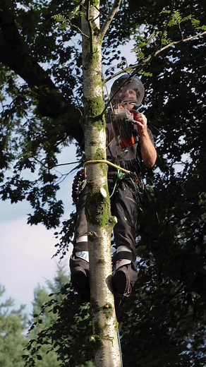 Working ya way up and topping out. Mike Curwen in the tree. #arbortec #arborist #arboriculture #chainsaw #treework | Arbortec Forestwear