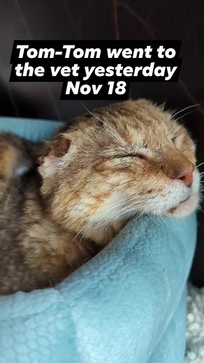 200K views · 21K reactions | Update from Nov 18: Tom-Tom Cat went to the vet for glucose reader placement and lab work #tomtomsjourney #katiecatssims #MyCatTomtom #catsoffb #diabeticcat | Katie Cats Sims | Facebook