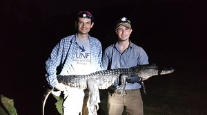 Urban alligators: new UNF study finds few alligators living in Jacksonville's tributaries