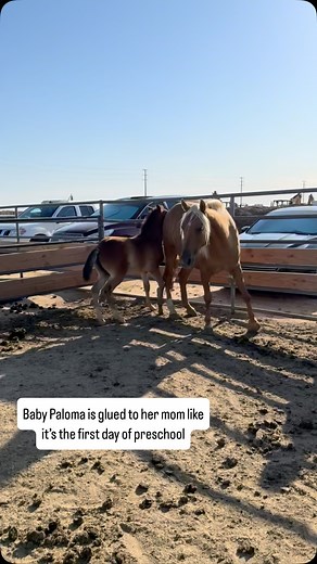 Baby Paloma 🥰 Mama Daisy | Wild at Heart Horse Rescue